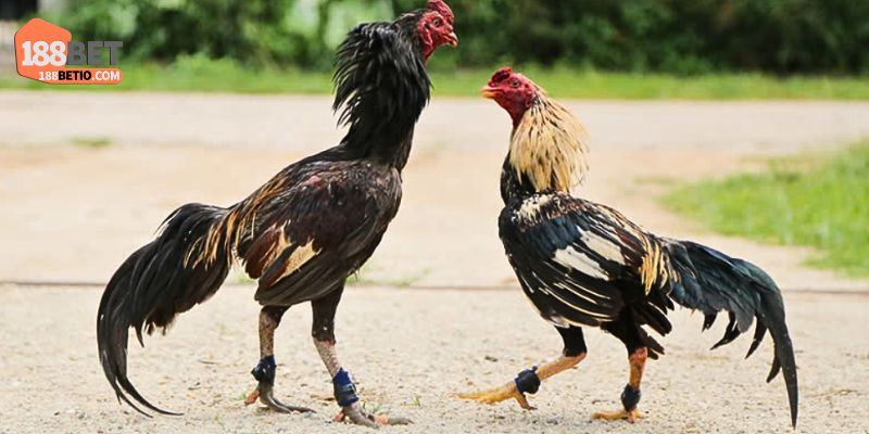 Các Loại Gà Thần Kê Áp Đảo Trận Đấu, Đánh Đâu Thắng Đó 4 Các loại gà thần kê giỏi khác